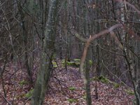 6  Saverne LE WASSERWALD 05 03 2017 23